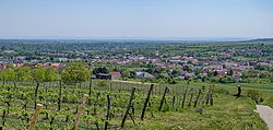 Langenlois Panorama-8312